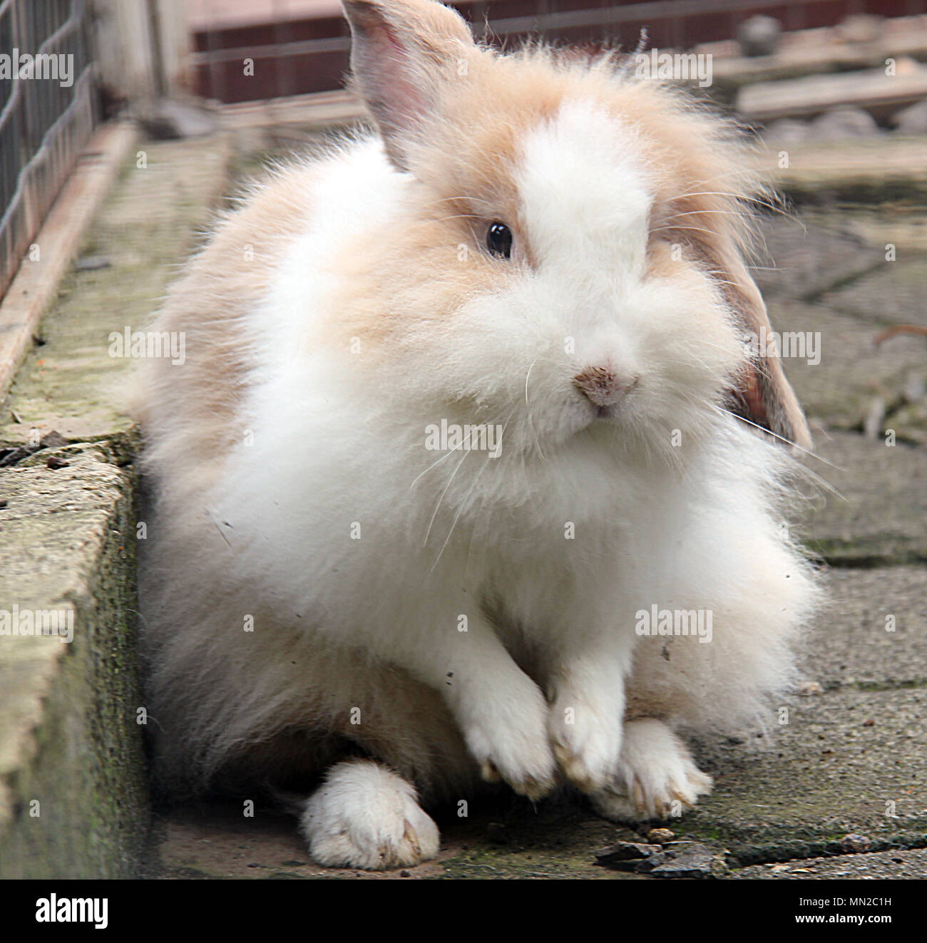 Coniglio Foto Stock