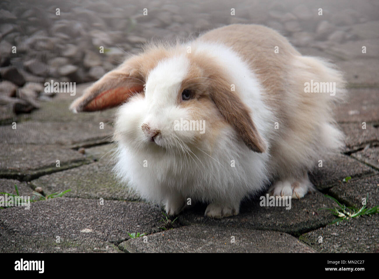 Coniglio Foto Stock