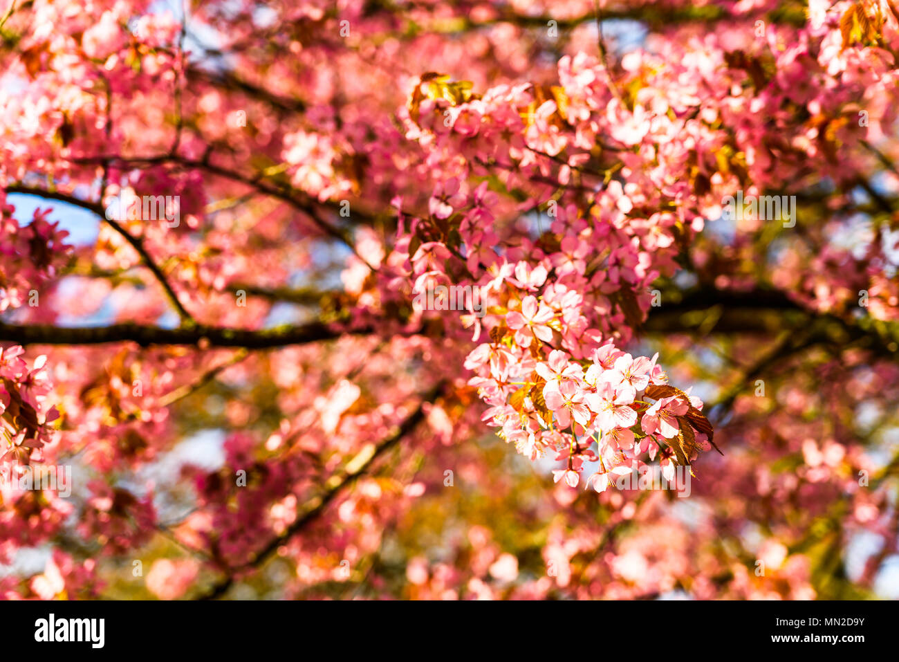 Close up di fioritura Prunus sargentii o Nord giapponese Cherry Hill su una soleggiata mattina di primavera. Foto Stock