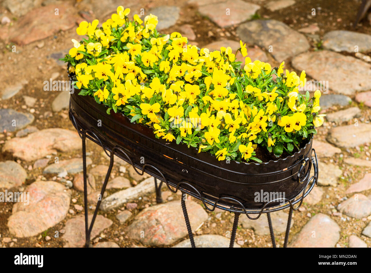 Un piccolo delizioso e pansies giallo in una black metal vaso. Foto Stock