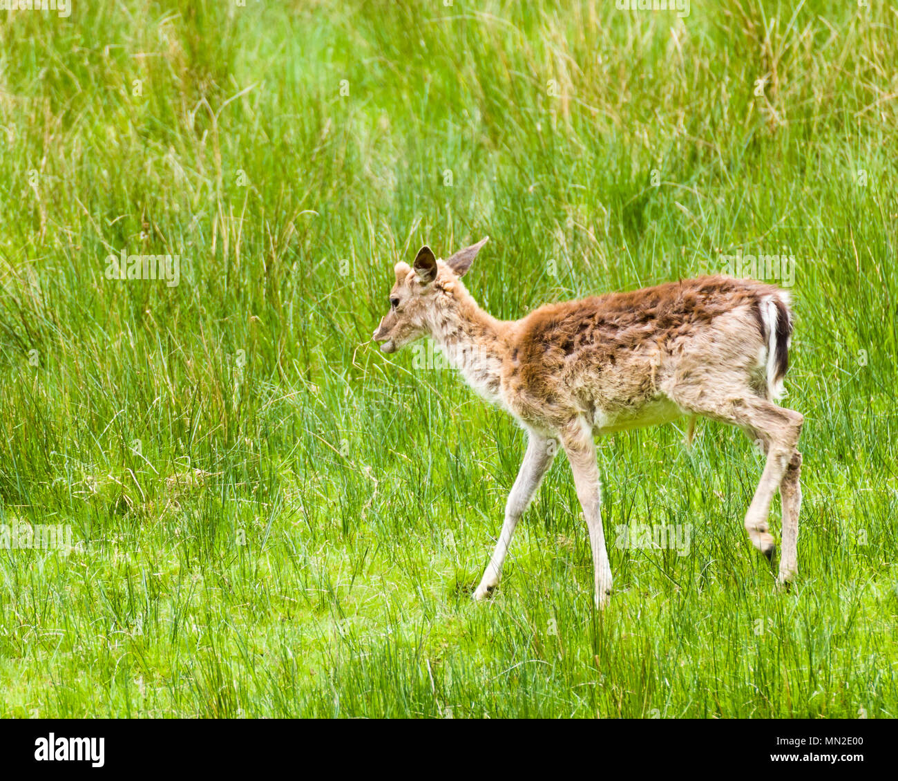 Nuova Foresta Deer Hampshire South Coast Inghilterra Foto Stock