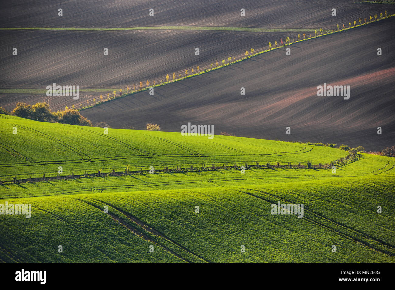 Sunset linee e forme d'onda con alberi in primavera Foto Stock