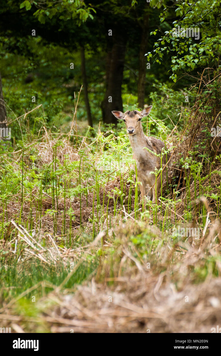 Nuova Foresta Deer Hampshire South Coast Inghilterra Foto Stock
