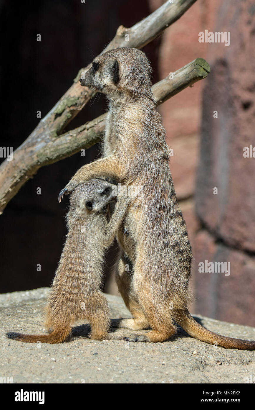 Meerkat / suricate (Suricata suricatta) giovani lattante latte dalla femmina, originaria del Sud Africa Foto Stock