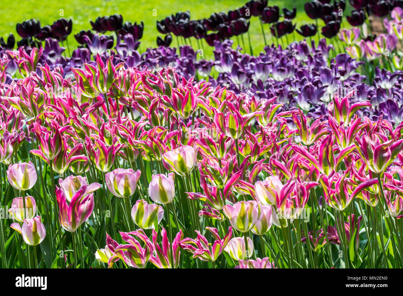 Aiuola con colorati tulipani (Tulipa) in fiore in primavera nel parco della città Foto Stock