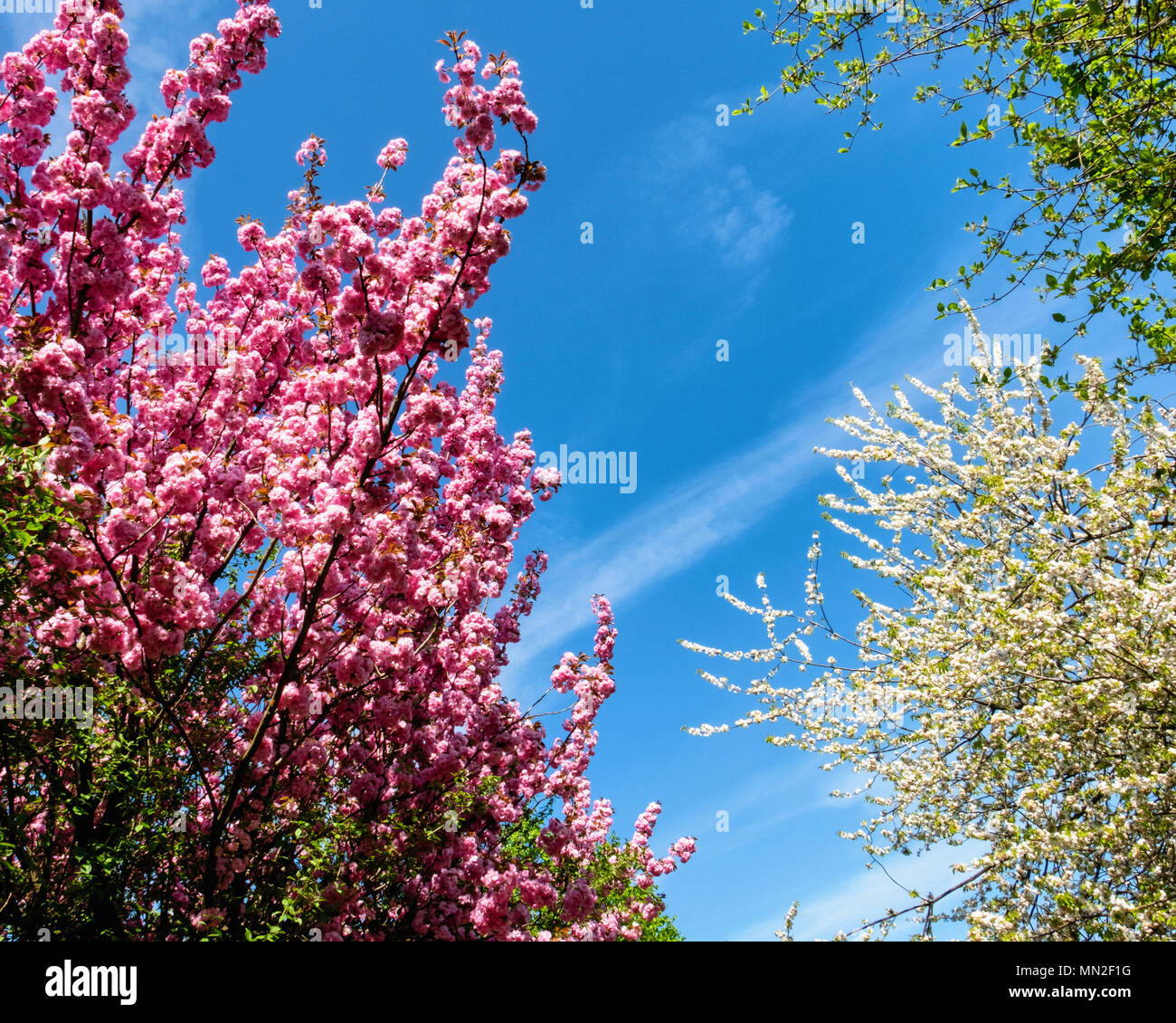Britzer Garten, Neukölln, Berlino, Germania. 2018. Rosa e fiori bianchi su  alberi da frutto contro il cielo blu Foto stock - Alamy