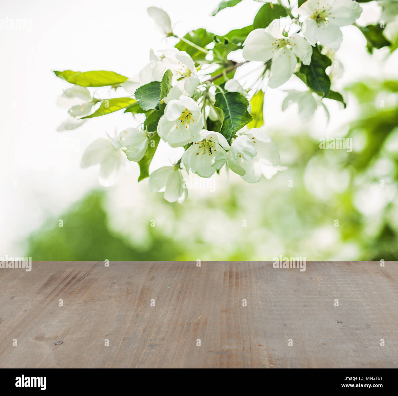Messa a fuoco morbida dello sfondo con il verde delle foglie e fiori di primavera e grigio texture di legno Foto Stock