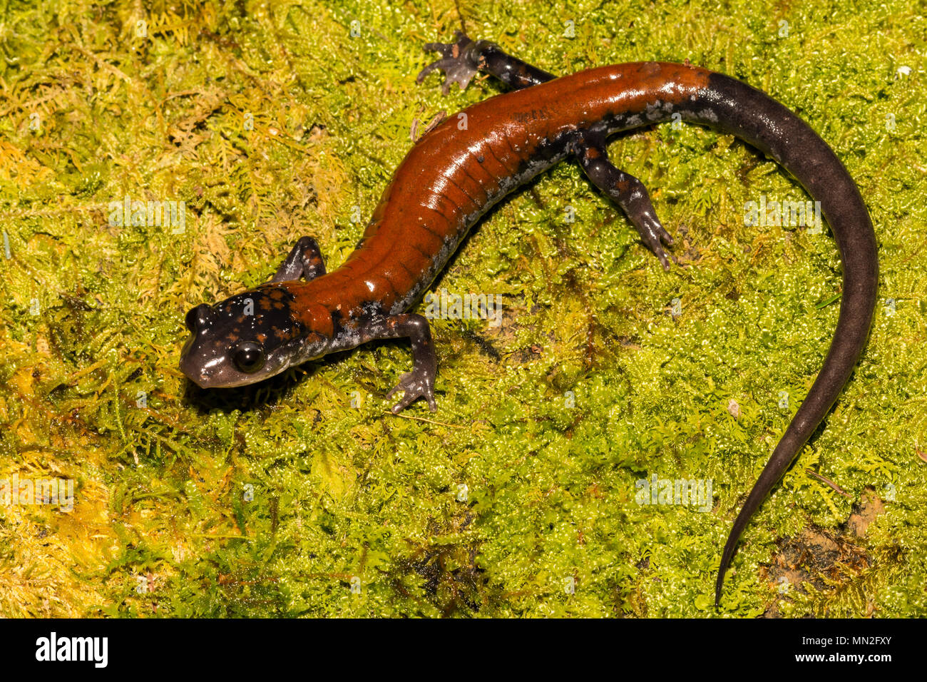 Salamandra Yonahlossee (Plethodon yonahlossee) Foto Stock