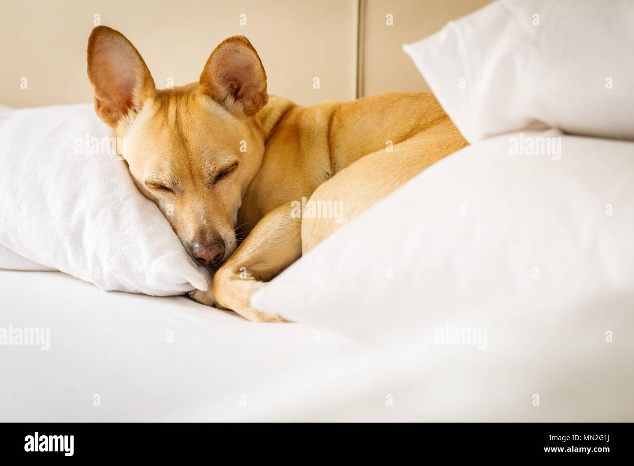 Cane podenco rilassante o fantasticando in camera da letto , pensando a vita Foto Stock