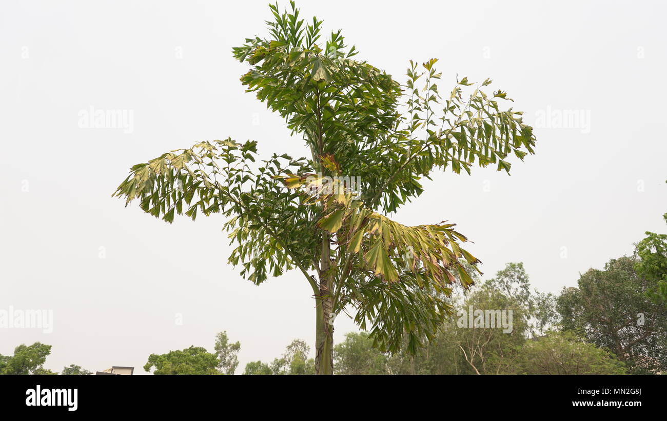 Splendida Palma nel cielo Foto Stock