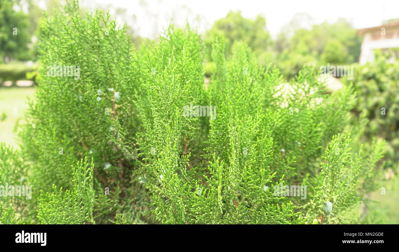 Bella e verde Thuja Foto Stock