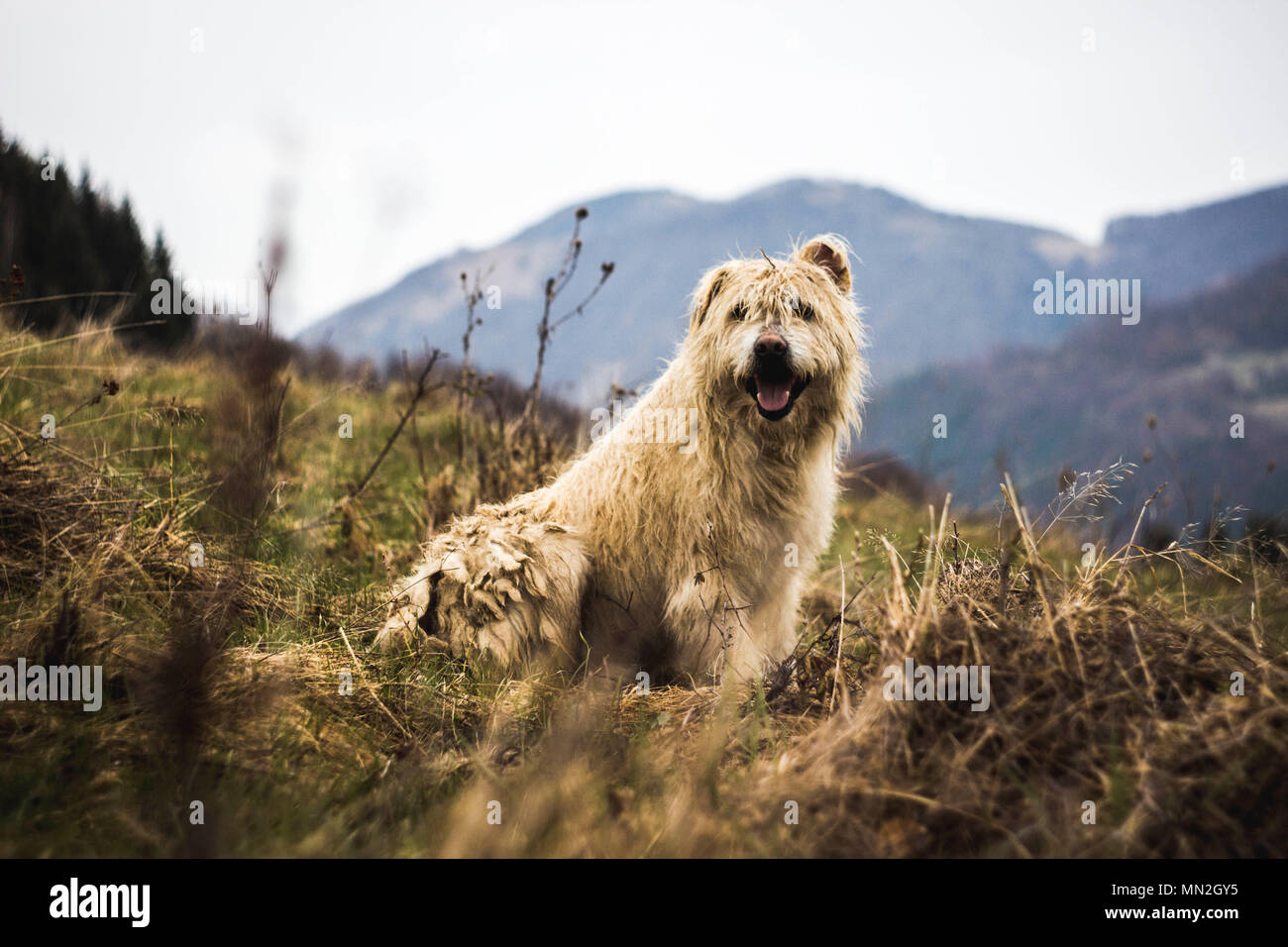 Un cane seduto in erba alta Foto Stock