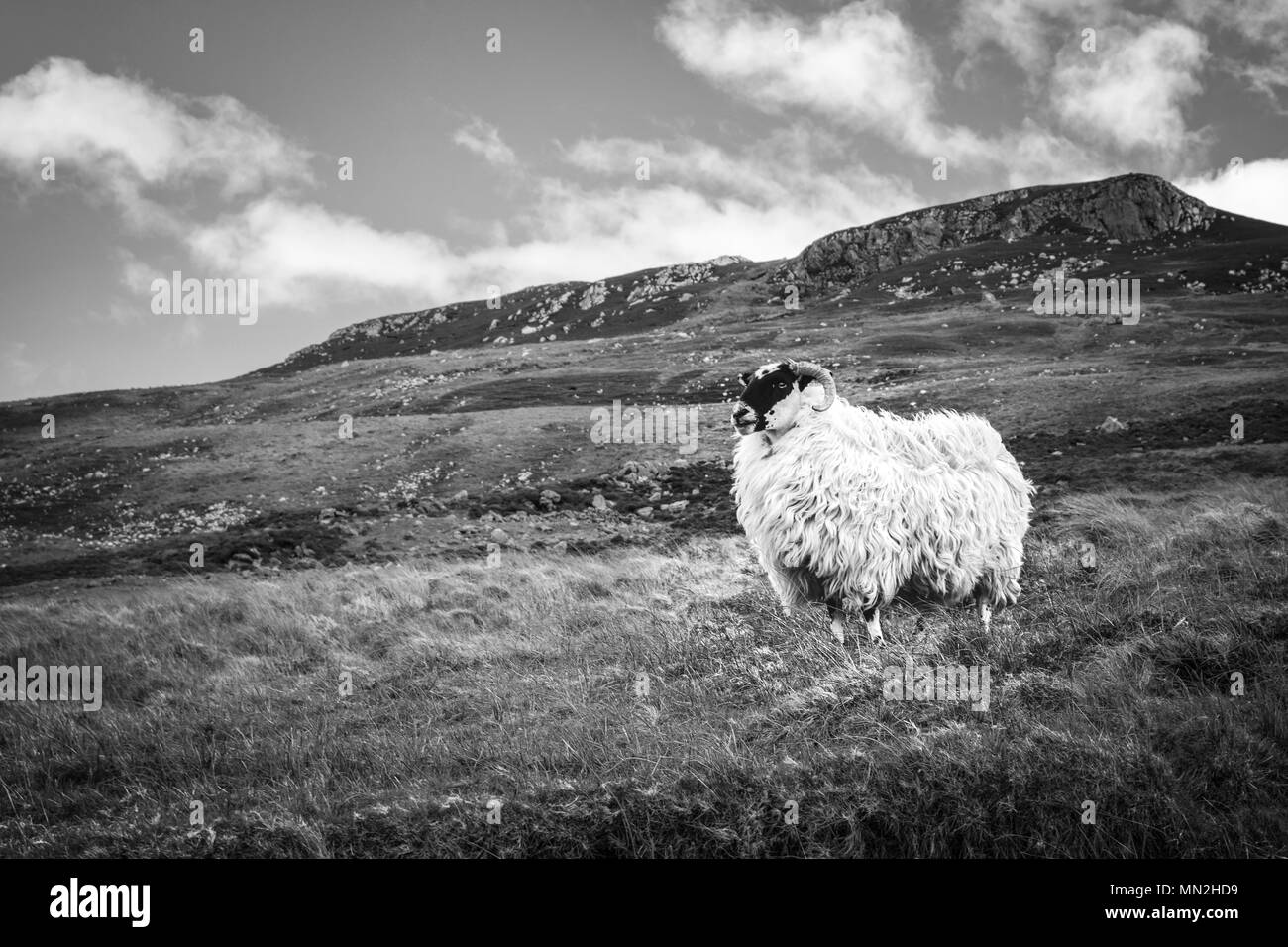 Immagine di una pecora su una montagna in Donegal Irlanda Foto Stock