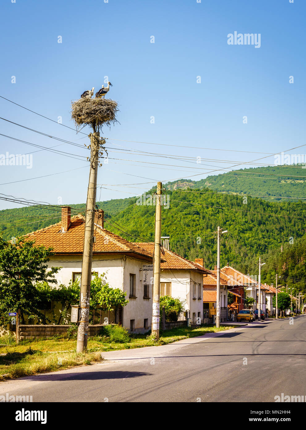 Nido di cicogna su un palo del telegrafo nel comune di Teteven, Bulgaria Foto Stock