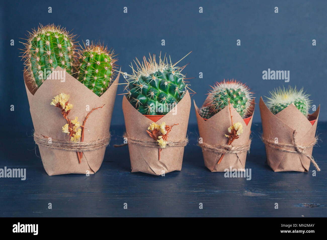 Famiglia di cactus su un blu sullo sfondo di legno. Tonificazione della luce Foto Stock