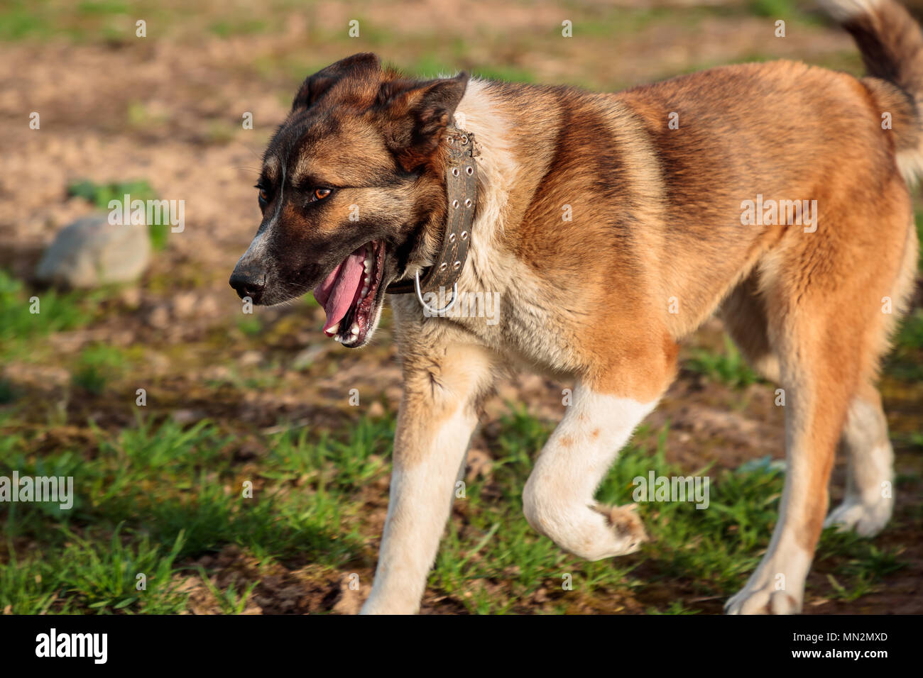 Big Dog per una passeggiata nel pomeriggio Foto Stock