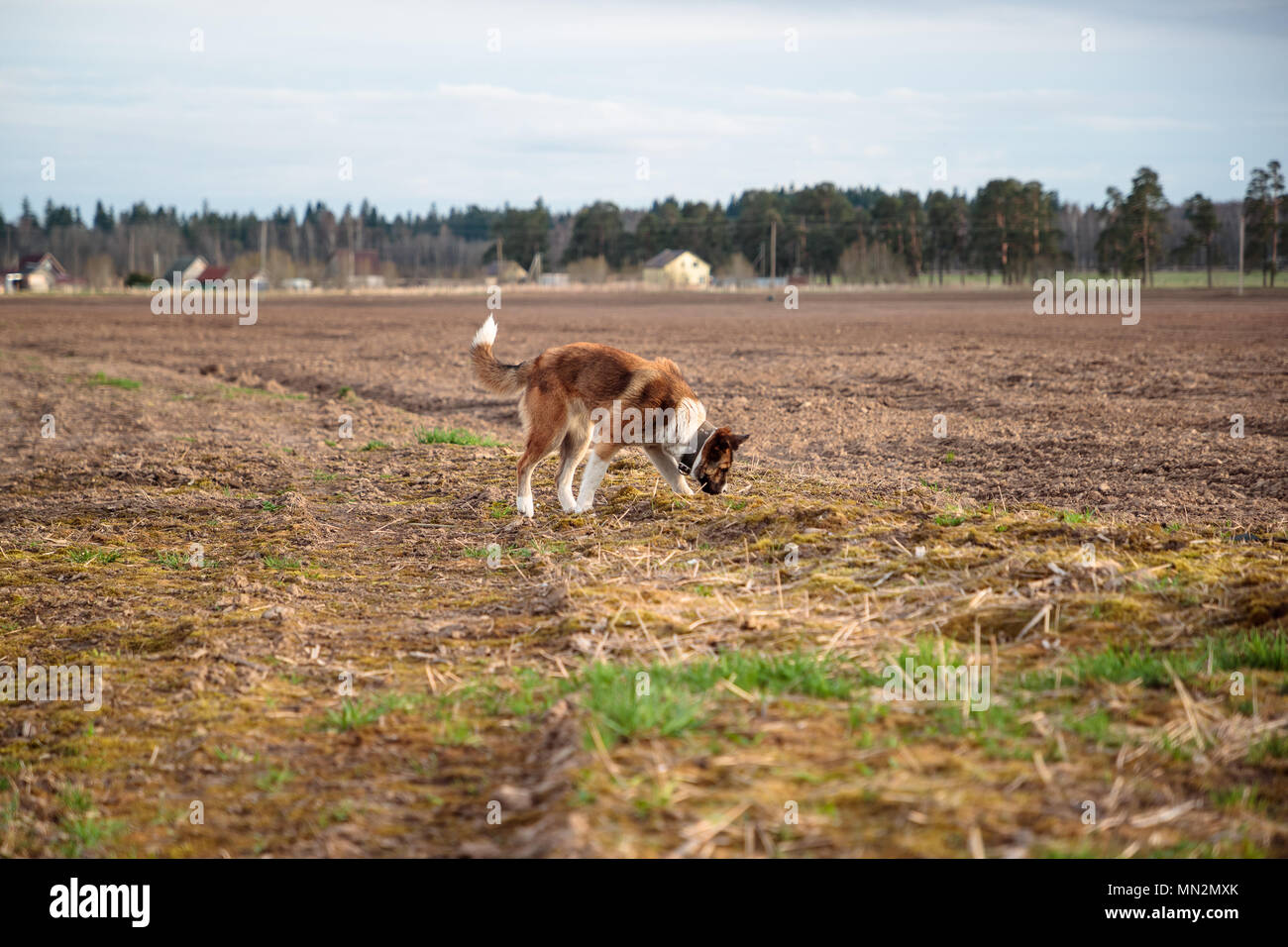 Big Dog per una passeggiata nel pomeriggio Foto Stock