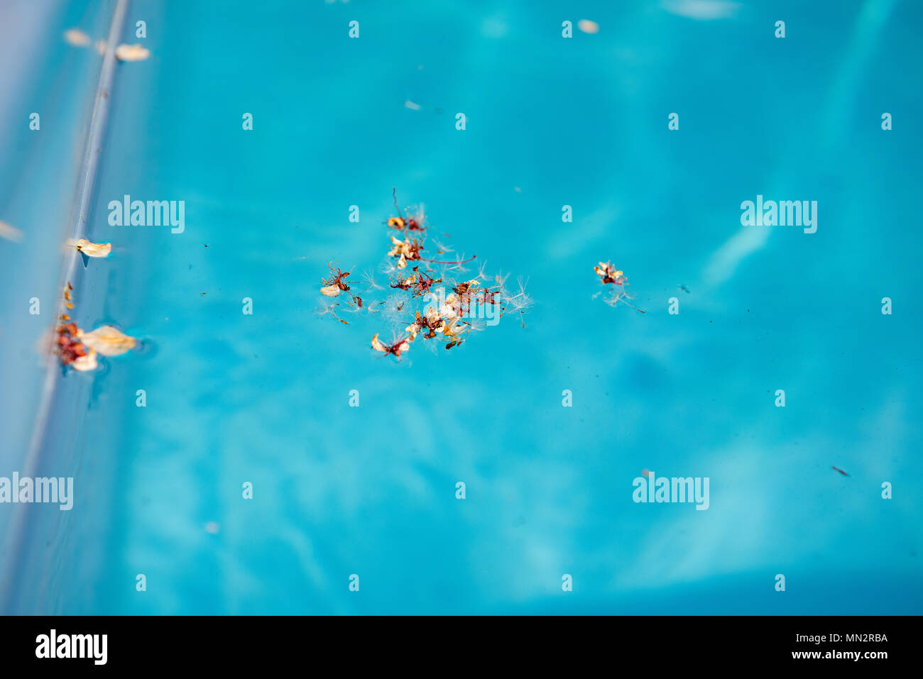 Il blu della piscina con fiore cestino vicino. La piscina è sporca acqua con albero secco blossom. Foto Stock