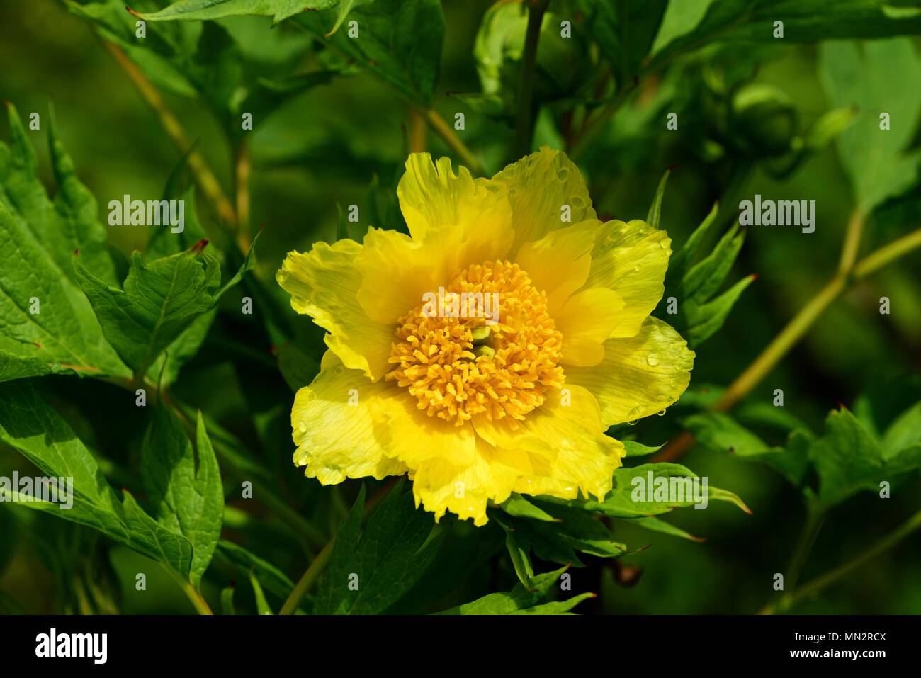 Albero giallo Peonia fiore Foto Stock