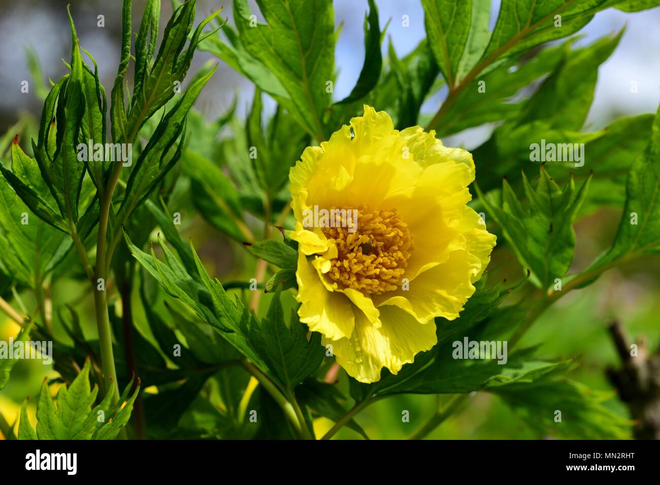 Albero giallo Peonia fiore Foto Stock