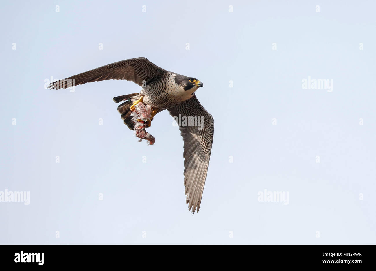 Falco pellegrino (Falco peregrinus) Foto Stock