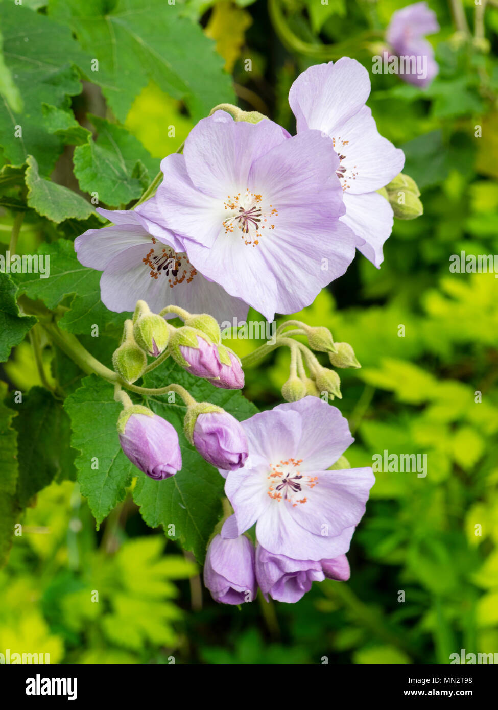 Tarda primavera fiori del grande arbusto hardy, Abutilon x suntense, una fioritura maple Foto Stock