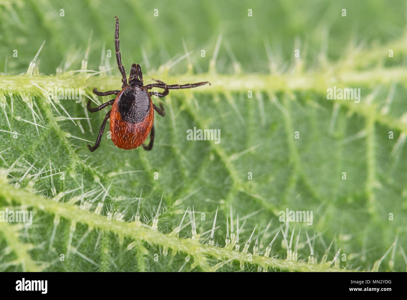 Deer tick sulla foglia di ortica. Ixodes ricinus. Urtica dioica. Close-up di agguato pericoloso parassita. Pianta verde, tricomi urticante. Vettore di infezione. Foto Stock