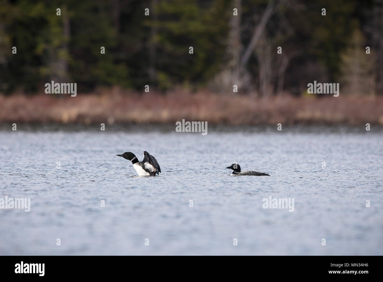 MAYNOOTH, Ontario, Canada - 11 Maggio 2018: Loons comune (Gavia immer), parte della famiglia Gaviidae nuotare in un lago Ontario. ( Ryan Carter ) Foto Stock
