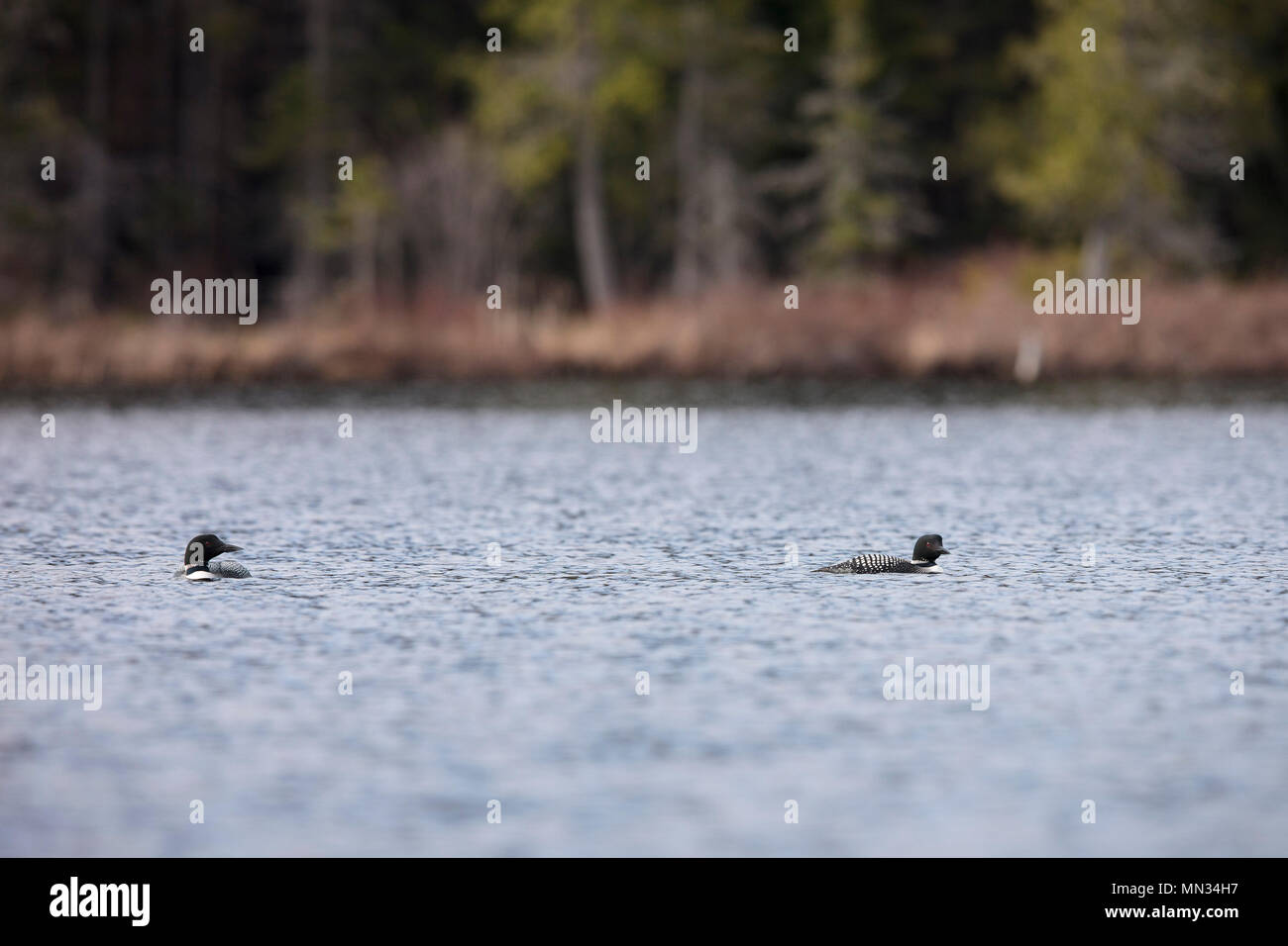 MAYNOOTH, Ontario, Canada - 11 Maggio 2018: Loons comune (Gavia immer), parte della famiglia Gaviidae nuotare in un lago Ontario. ( Ryan Carter ) Foto Stock