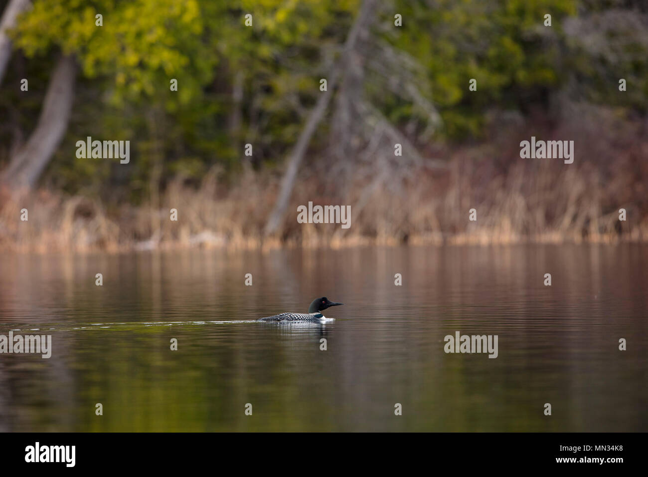 MAYNOOTH, Ontario, Canada - 11 Maggio 2018: un comune Loon (Gavia immer), parte della famiglia Gaviidae nuota in un lago Ontario. ( Ryan Carter ) Foto Stock