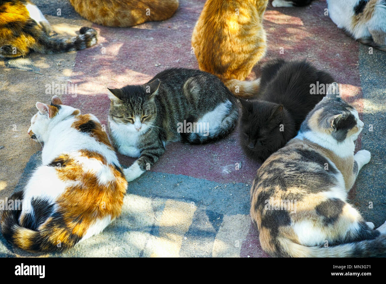 Un sacco di gatti sono di relax all'aperto. Foto Stock