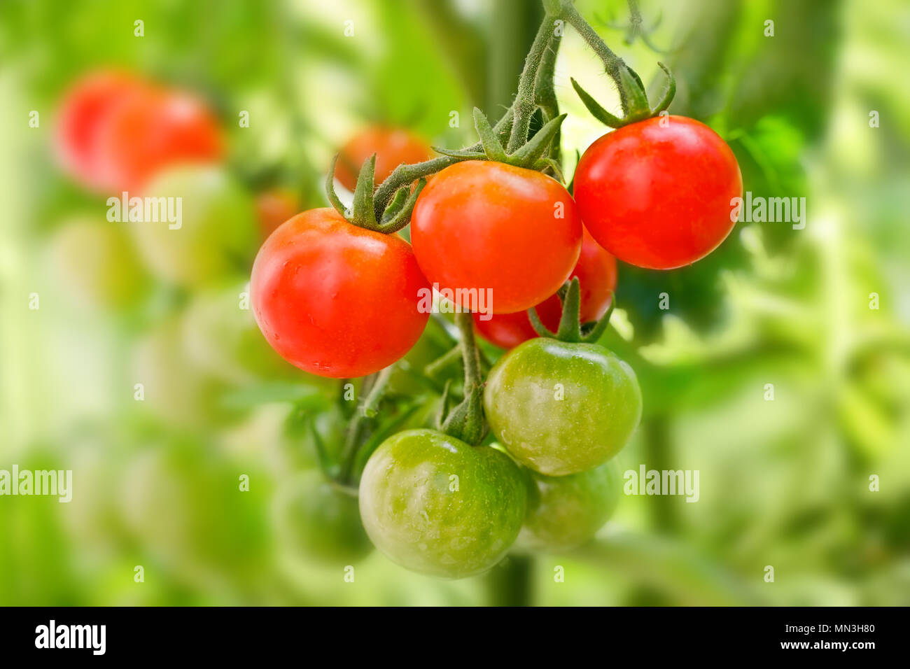 Close up di pomodori ciliegia crescendo in un orto Foto Stock