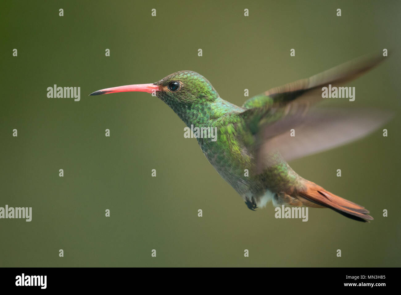 Un hummingbird hovering, Tayrona, Magdalena, Colombia Foto Stock