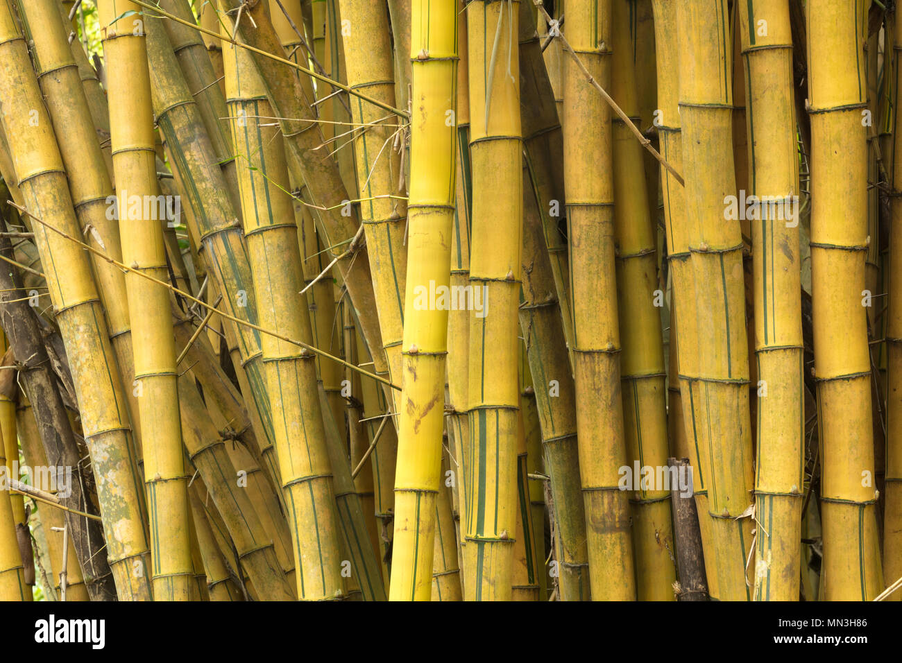 Il bambù nella giungla, Quebrada Valencia, Magdalena, Colombia Foto Stock