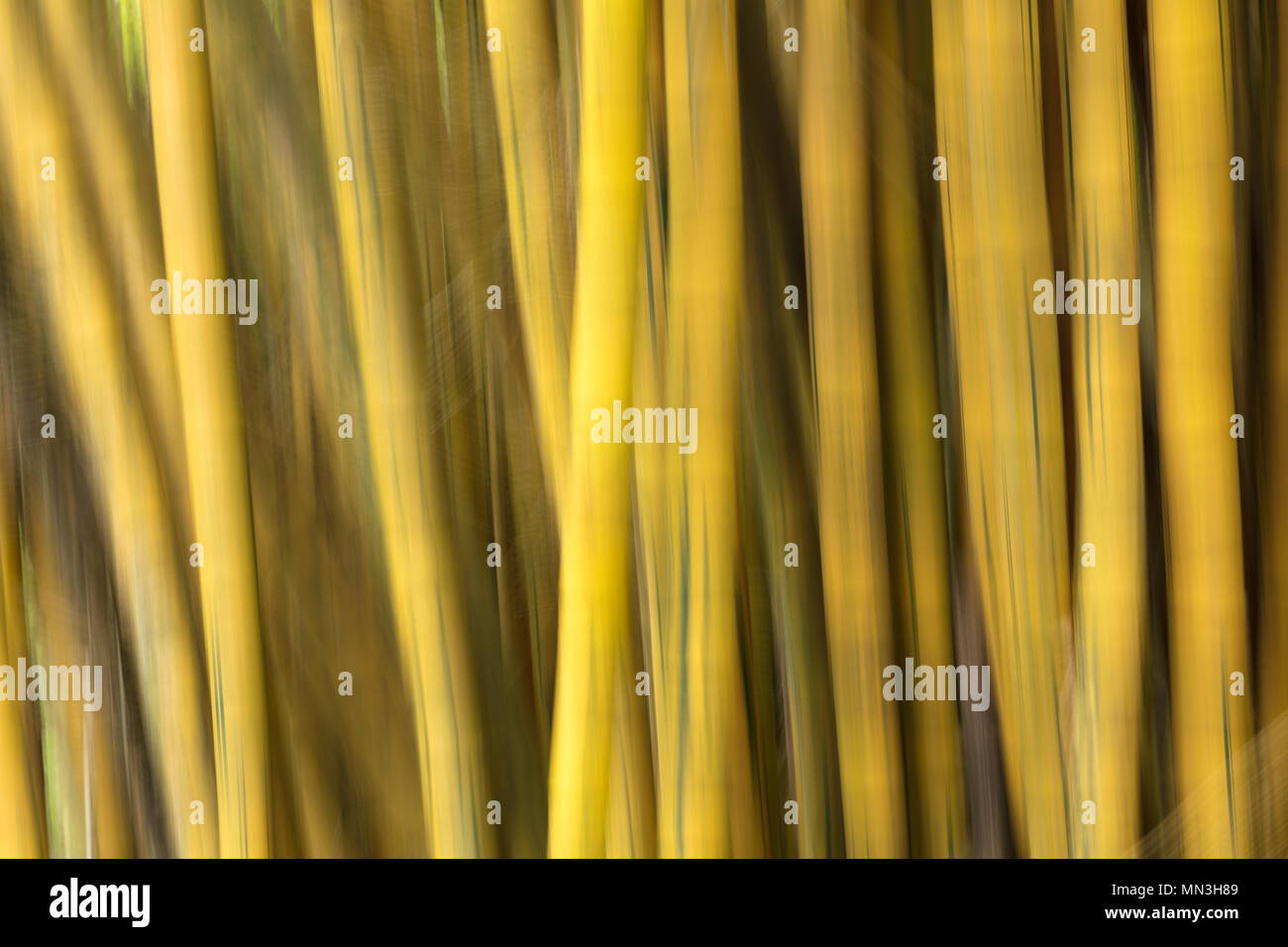 Il bambù nella giungla, Quebrada Valencia, Magdalena, Colombia Foto Stock
