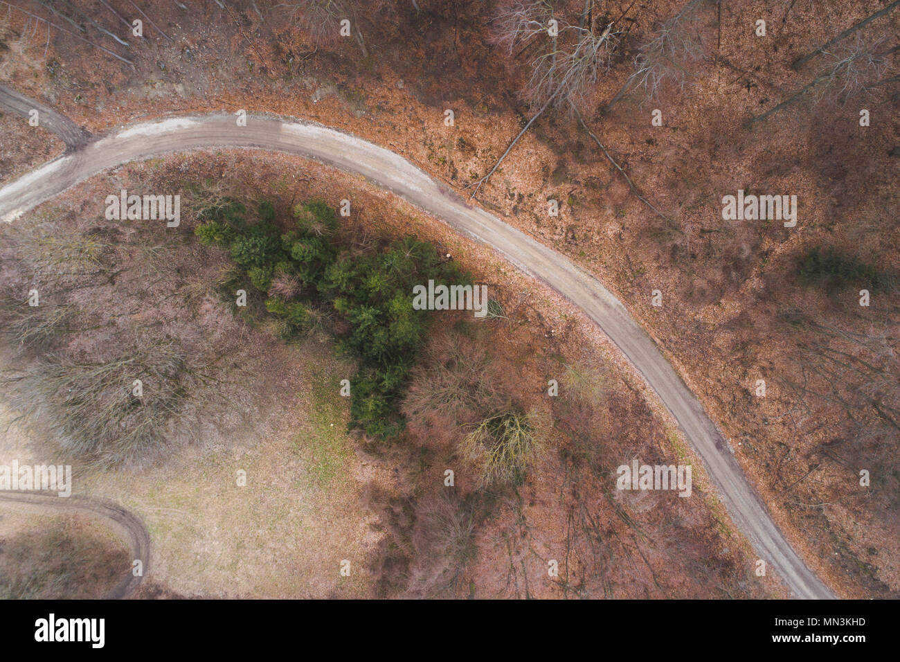 Antenna fuco volo sopra la foresta e la strada sterrata in una foresta in Austria nel mese di marzo Foto Stock