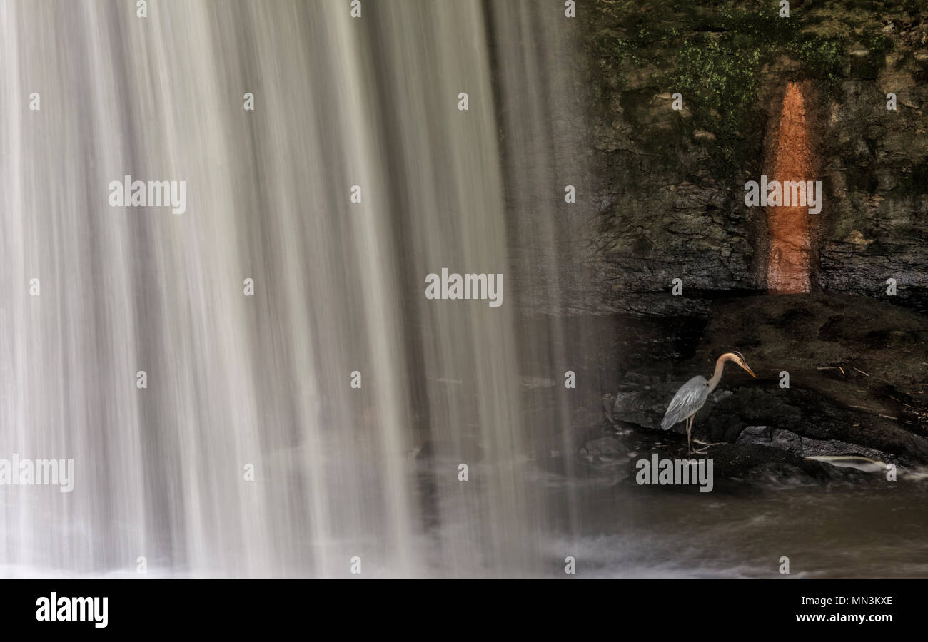 Un Airone blu in piedi accanto ad una cascata cercando di catturare un pesce. Foto Stock