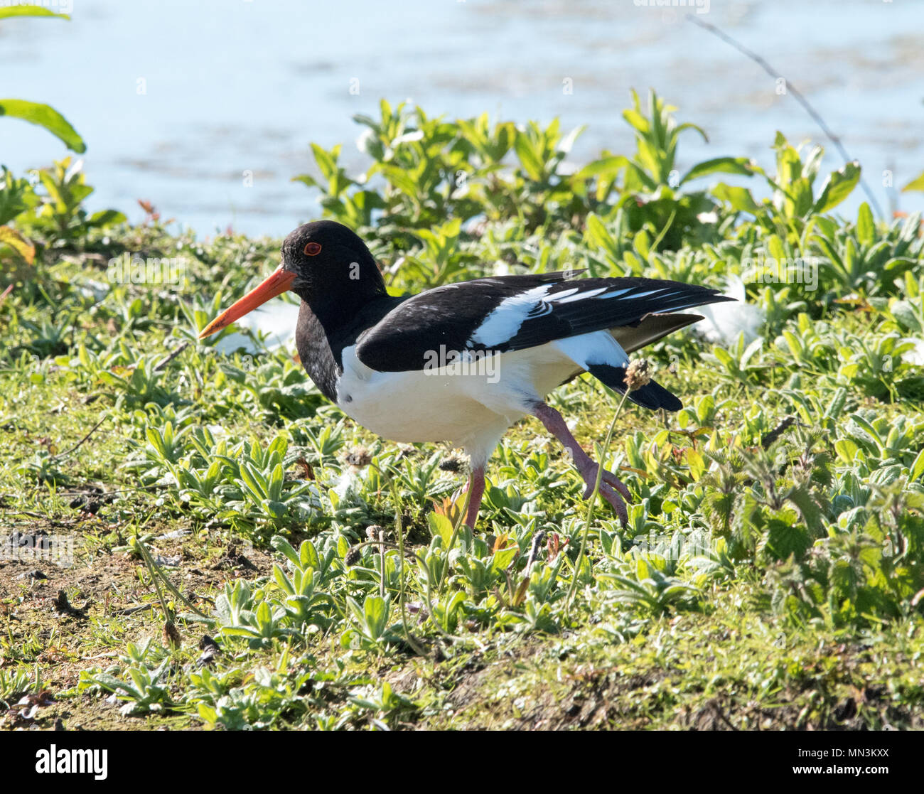 Oystercatcher (Haematopodidae) Foto Stock