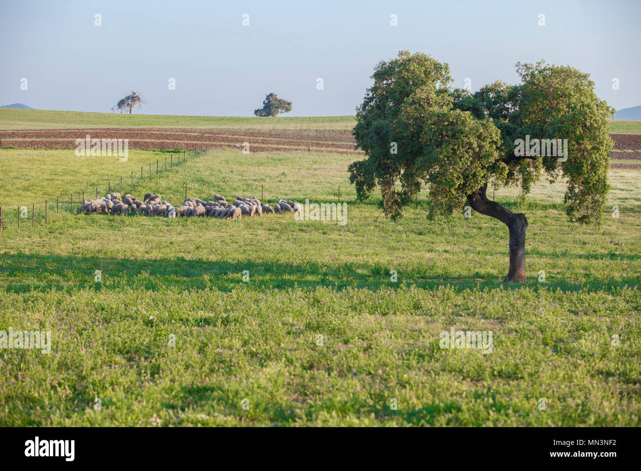 Un gregge di pecore merina in Extremadura dehesa, dove questa razza è nata, Badajoz, Spagna Foto Stock