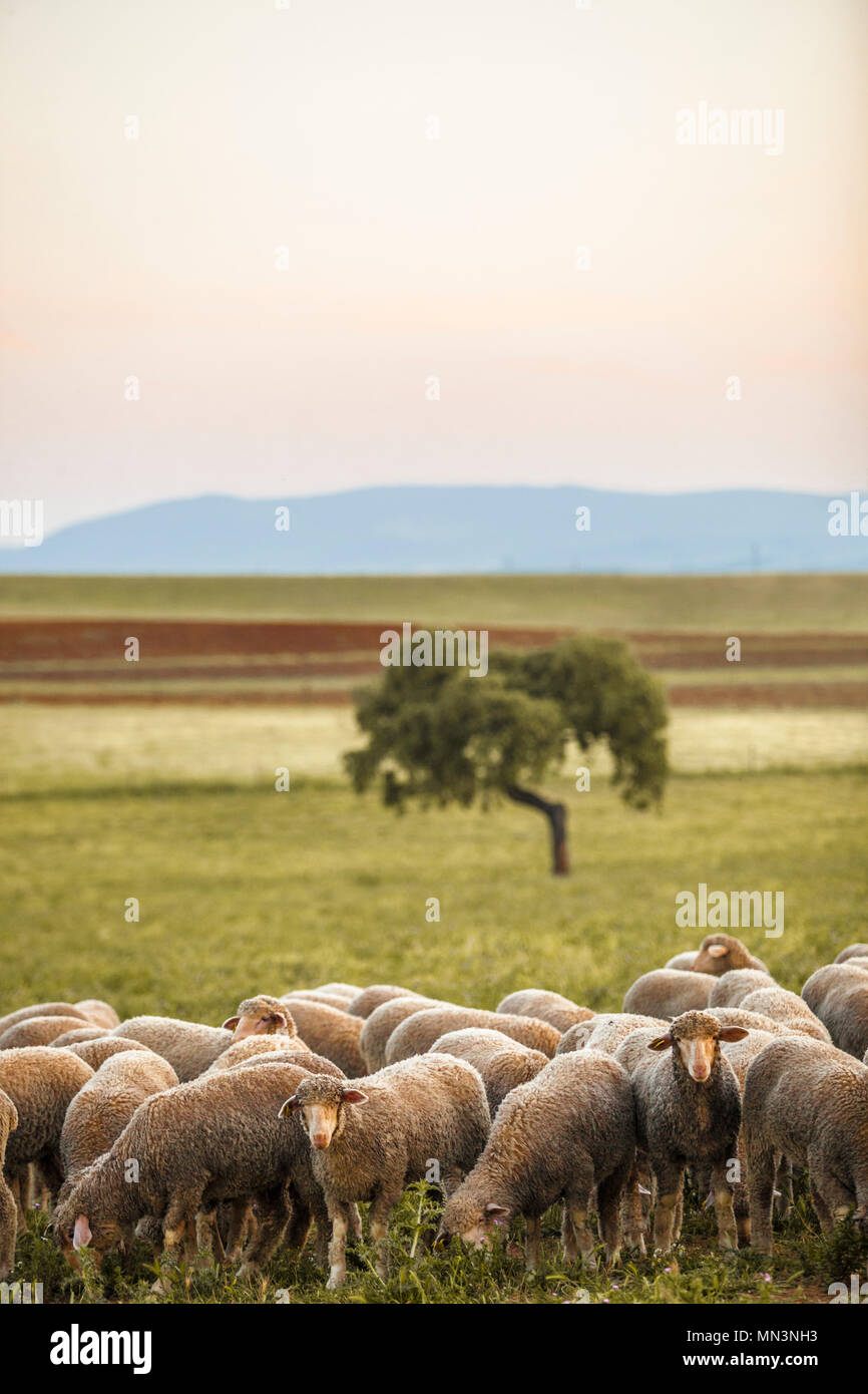 Un gregge di pecore merinas a Extremaduran dehesa, dove questa razza è nata, Badajoz, Spagna Foto Stock