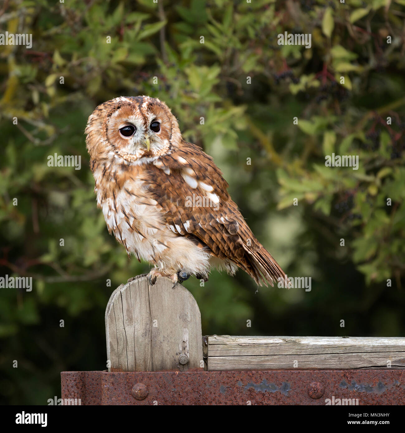 Gufo Tawny Foto Stock