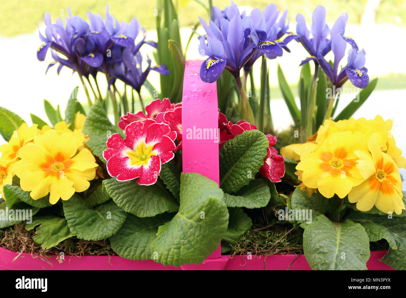 Coloratissimi Fiori di Primavera Foto Stock