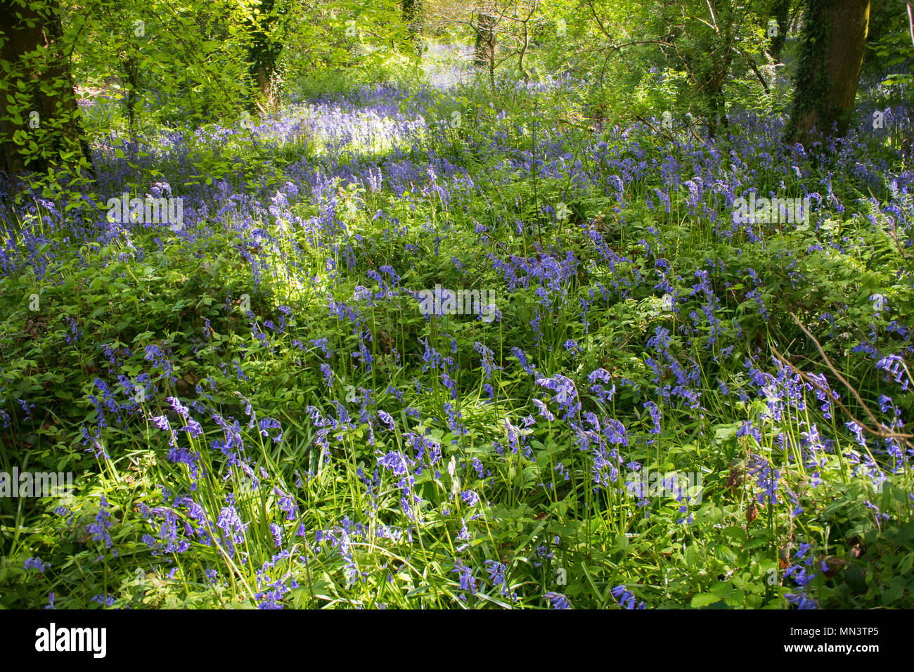 Un Cornish bluebell legno in primavera - Giovanni Gollop Foto Stock