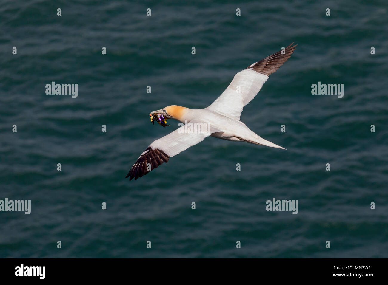 Nidificazione di uccelli di mare volare oltre oceano che porta carte di caramelle nel suo becco Foto Stock