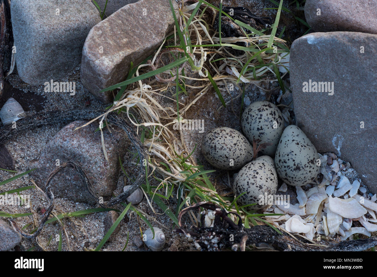 Plover inanellato (Charadrius hiaticula) NEST-raschiatura con quattro uova, Mellon Udrigle, Wester Ross, Highlands, Scotland, Regno Unito Foto Stock