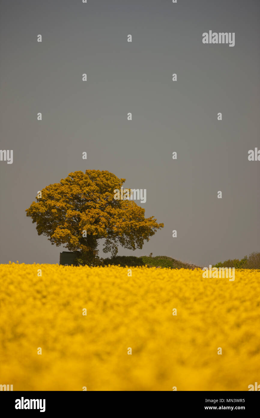 Un lone tree sull'orizzonte di un campo di olio Rapesseed. Foto Stock