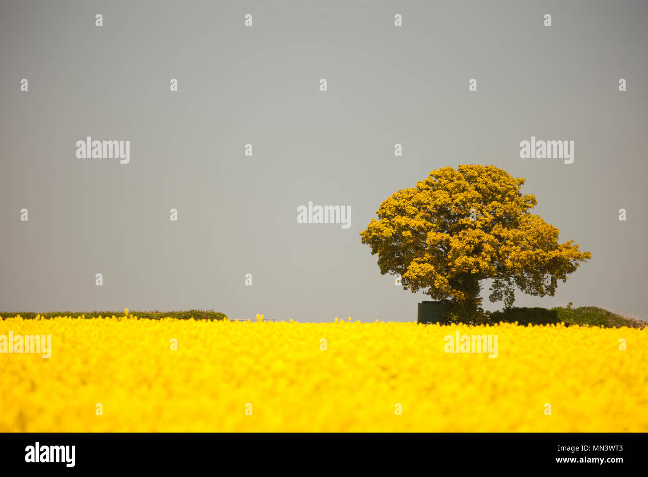 Un lone tree sull'orizzonte di un campo di olio di semi di colza Foto Stock