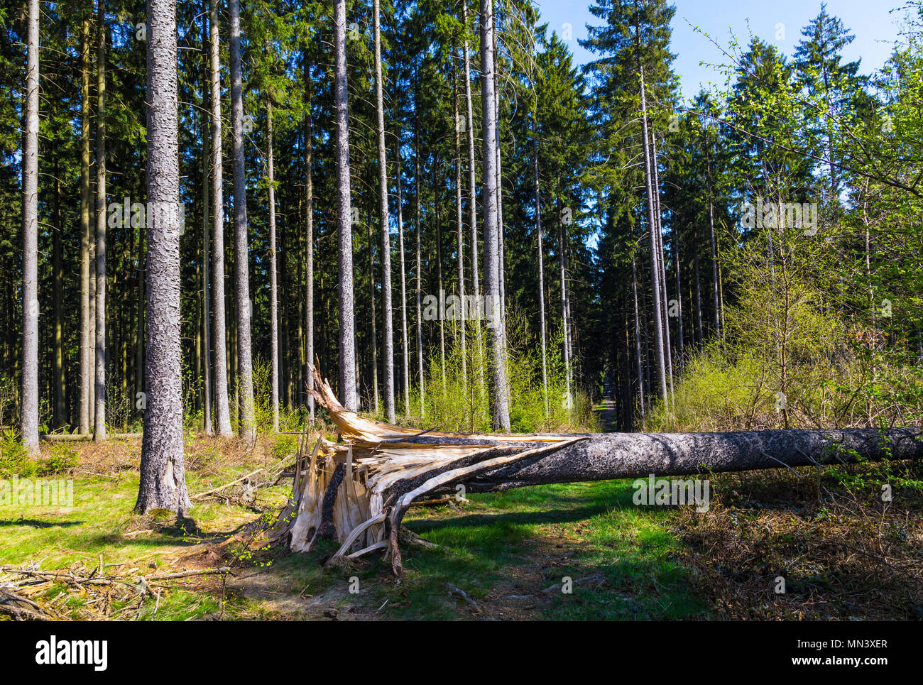 Scena di Woodland Foto Stock