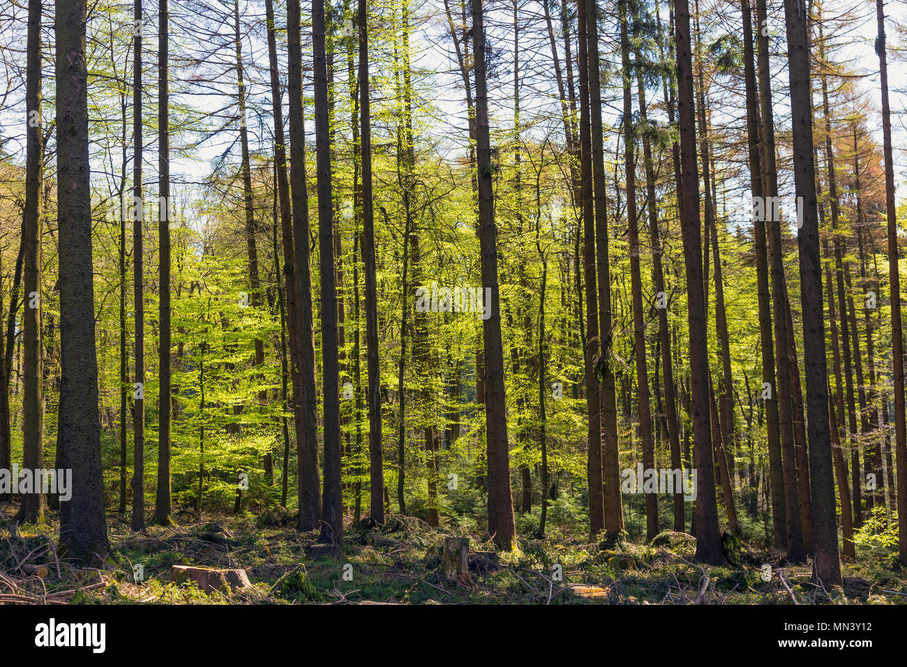 Scena di Woodland Foto Stock