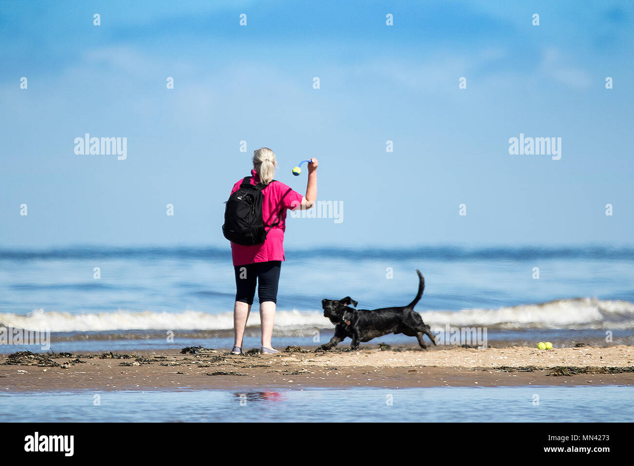 Il sole a Southport, Merseyside. 14 maggio 2018. Regno Unito Meteo. Uno splendido stile mediterraneo previsioni sulla costa nord ovest dell'Inghilterra con temperature calde, il cielo limpido e spiagge di sabbia dorata e come una donna getta i suoi cani sfera preferito lungo il litorale della marea sulla spiaggia di Southport nel Merseyside. Credito: Cernan Elias/Alamy Live News Foto Stock